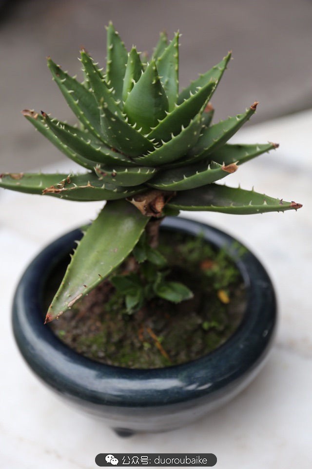 古镇寻肉记:那些旅行中遇见的植物!