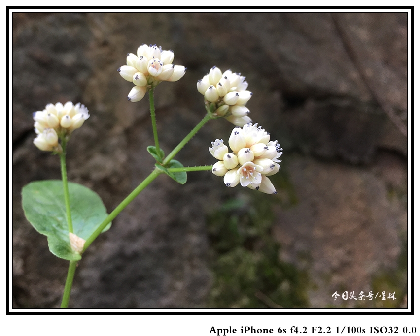灏忕背5s娴嬭瘎瑙嗛,灏忕背5s璇勬祴