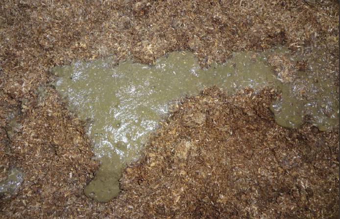 用心的犊牛管理者CRI国际兽医学博士——大卫L·布朗