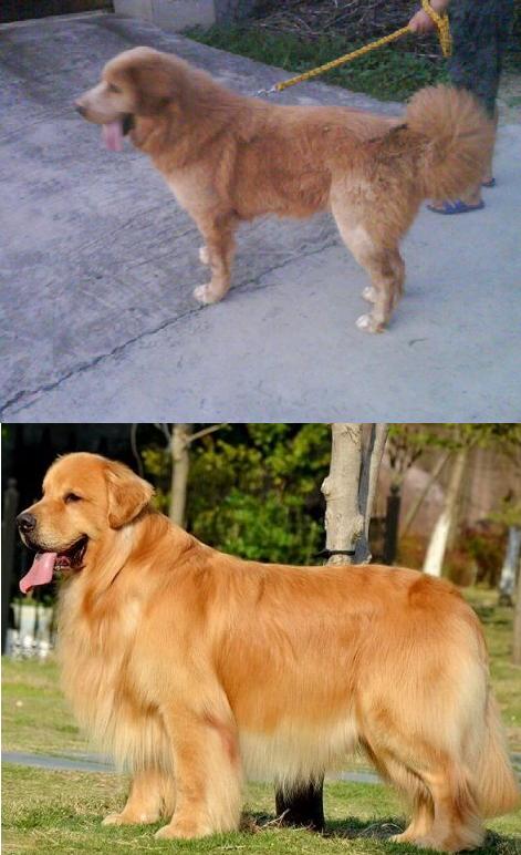 选择汪星人只看价格?真实经历告诉你为何不要贪便宜