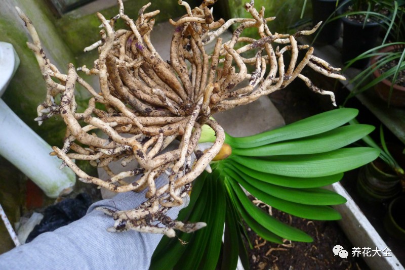 别人家的君子兰,君子兰没长出来就开花了怎么回事