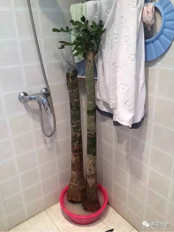 花死了花盆要不要扔,花死了要不要扔