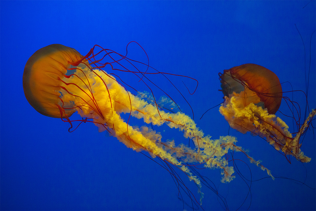 水母海洋世界,中国海洋世界水母馆