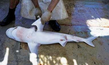 台湾又现大批幼鲨*杀屠**不要再假装“吃”鱼翅了好么？