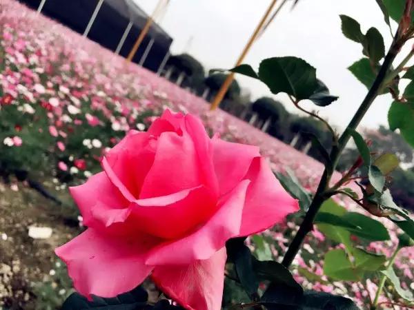 从东莞出发,不到两小时,就可以感受到靓爆灯的童话世界！