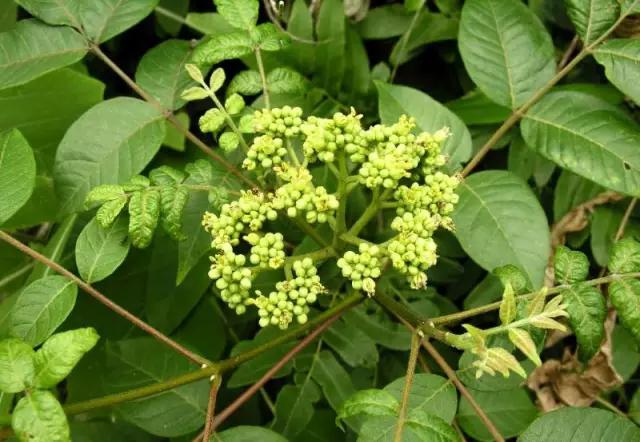 云南人再贵也要吃野生菌,云南人吃饭奢侈