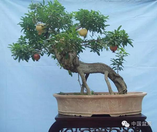 一株盆景60万元,石榴盆景100种图片