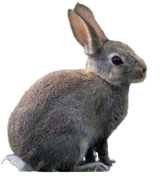 你还在为家中小兔子随地大小便而烦恼么？教你几招，从此不再烦恼