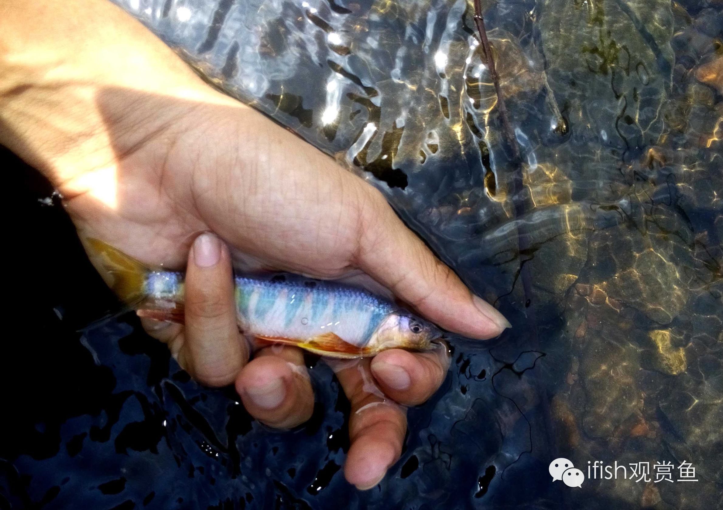 大圣年,大圣过年放鞭炮