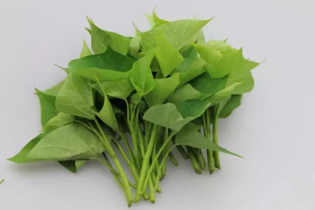 叶子像蒲公英根像人参是什么植物 (哪几种树的叶子可以当菜吃)