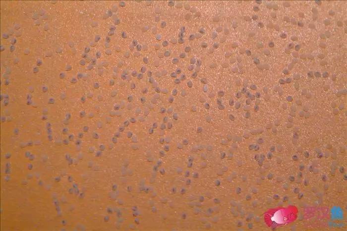 罗汉参的繁殖方法,罗汉鱼怎么养起头