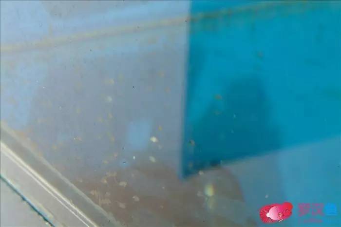 罗汉参的繁殖方法,罗汉鱼怎么养起头