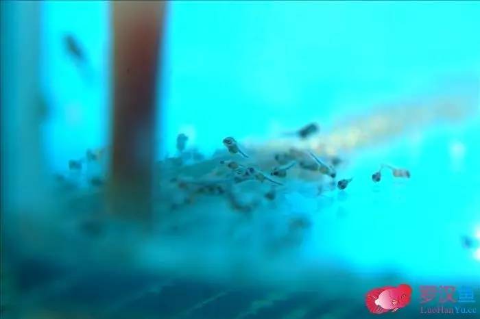 罗汉参的繁殖方法,罗汉鱼怎么养起头