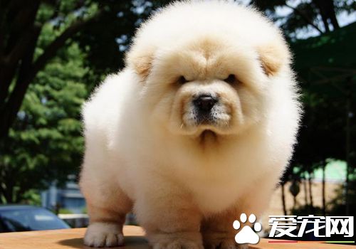 松狮犬怎么训练不咬人,松狮犬倔强的性格怎么训练