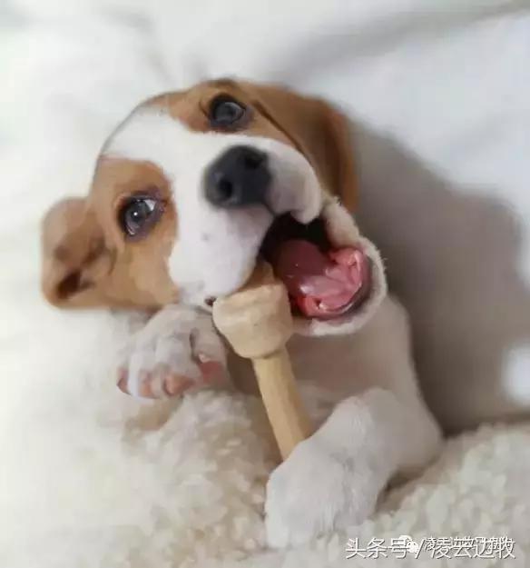 注意!骨头可以杀死狗!