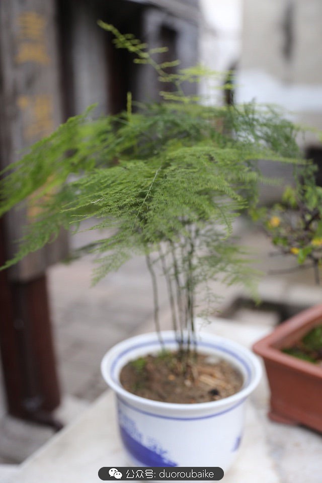 古镇寻肉记:那些旅行中遇见的植物!