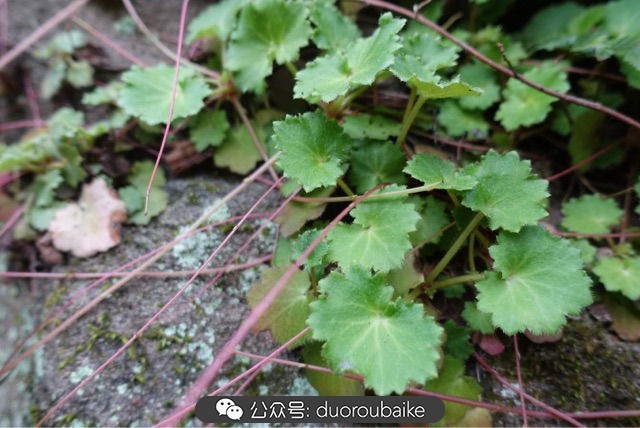 古镇寻肉记:那些旅行中遇见的植物!