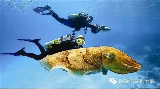 泰国斯米兰岛旅游攻略,泰国斯米兰群岛什么时候去最好