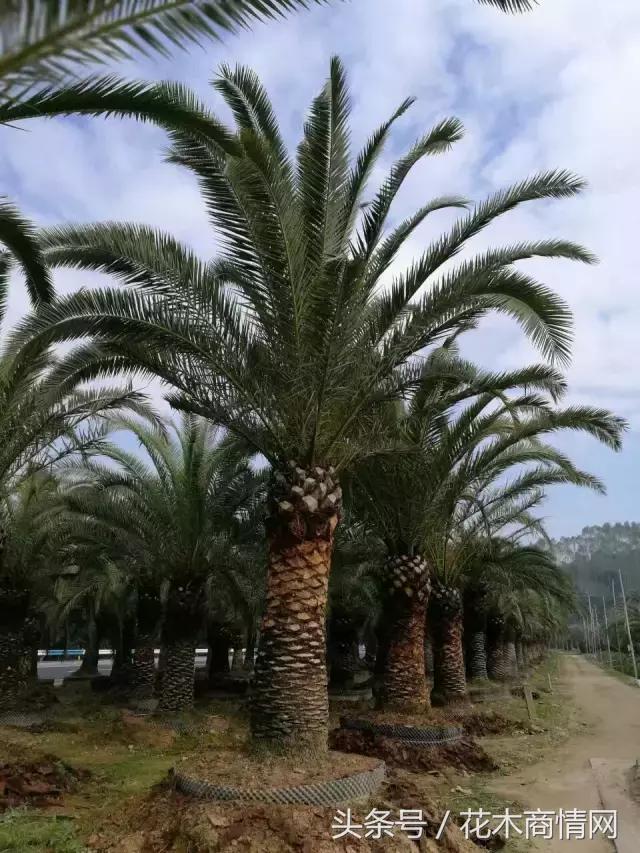 “好苗不愁嫁”,看看房姐如何应对挑剔客户!