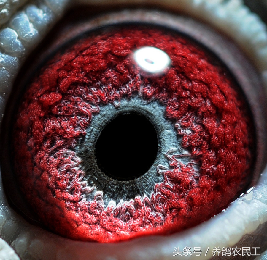 鸽子十全大补汤,鸽子一帆风顺