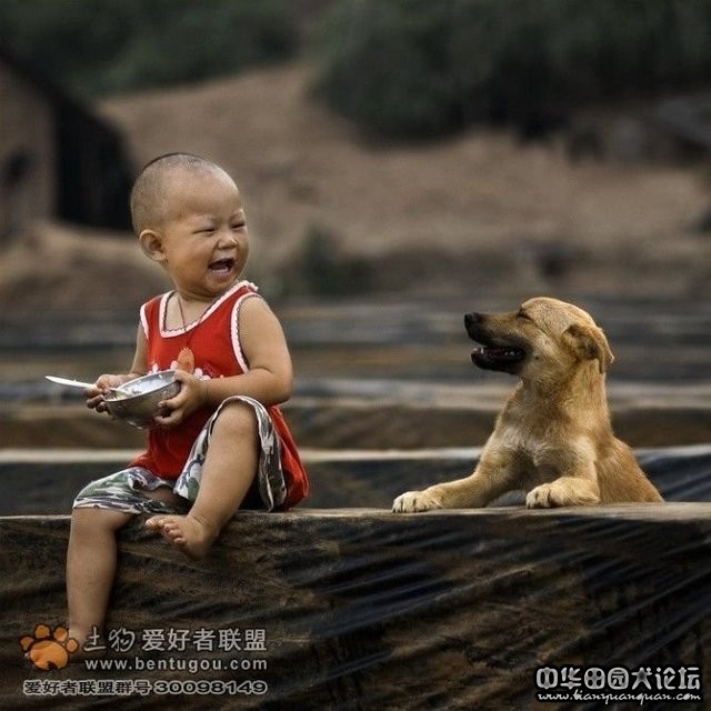 土狗悲惨命运不值得同情,土狗几年开始衰老