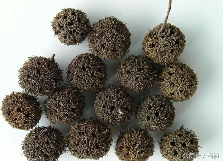 即是吉祥物，也是民间土药，农村老人一天拾十斤，能卖的8元钱