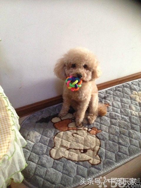 泰迪狗刚到家怎么养啊怎么训练,笼养泰迪幼犬怎么训练