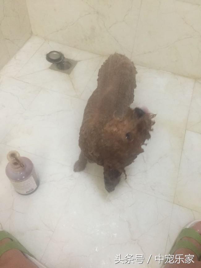 泰迪狗狗怎么养得最好呢,笼养泰迪幼犬怎么训练的