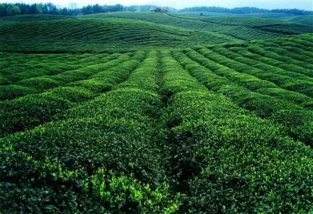 凤冈毛尖锌硒茶价格表,凤冈锌硒茶是绿茶吗