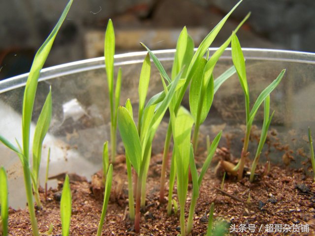鹦鹉日常食品推荐,鹦鹉日常不可少的食品