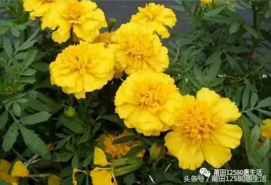 这个时候莆田哪里可以赏花,莆田春天哪里赏花