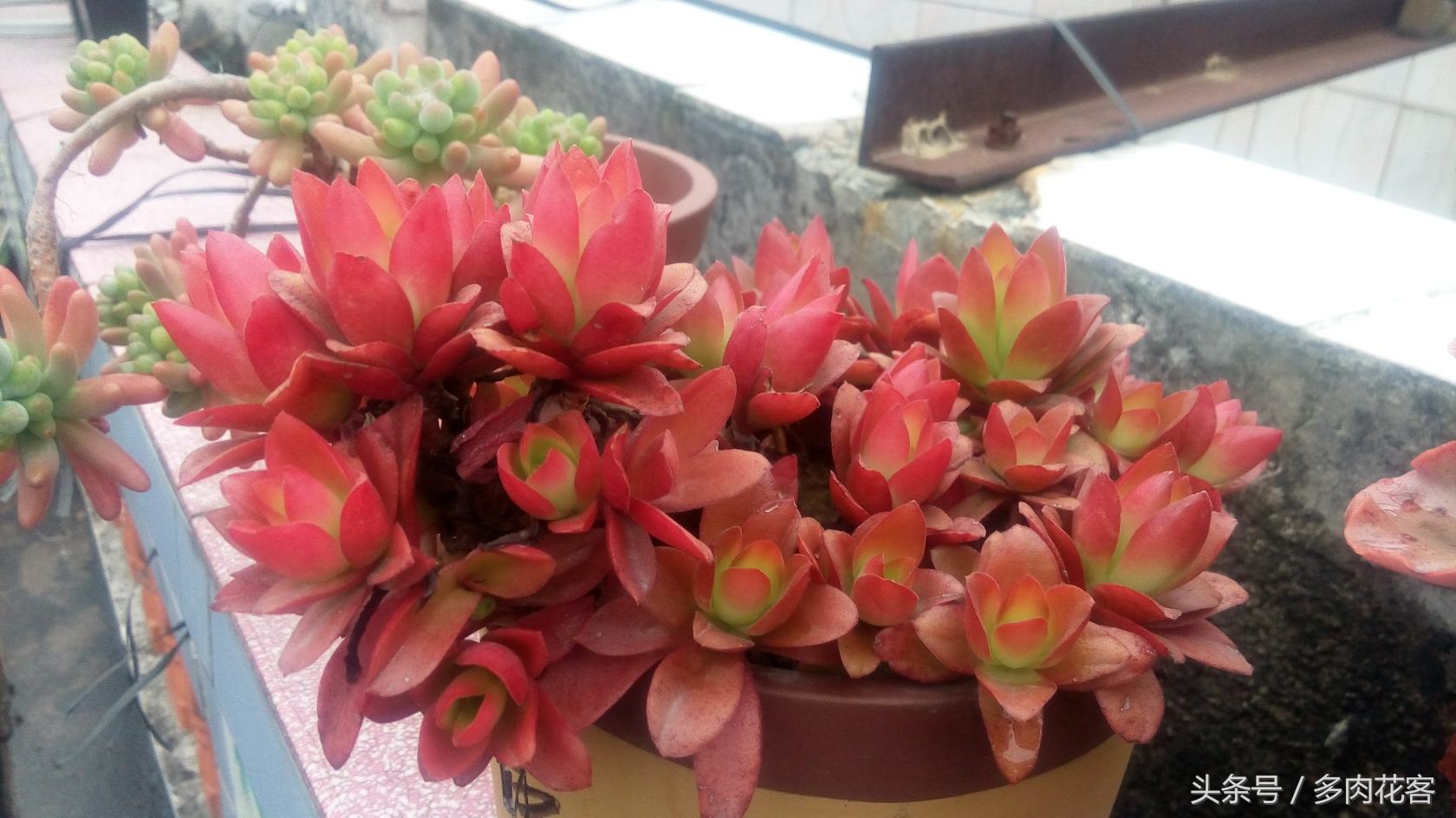 多肉植物百科资料,多肉植物繁殖的小窍门火祭繁殖