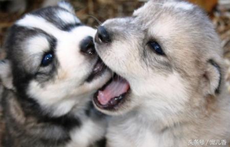 哈士奇流鼻涕怎么回事,两个多月哈士奇流脓鼻涕