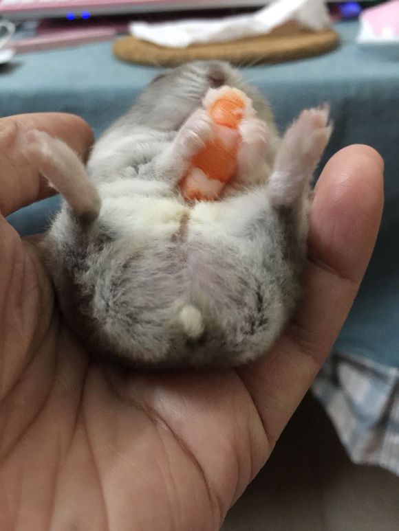 必须买的仓鼠零食,小仓鼠买东西推荐吃的主食小零食