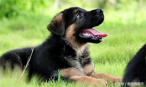 弓背德牧两后腿呈外八形怎么治疗,德牧后腿外八字怎么办