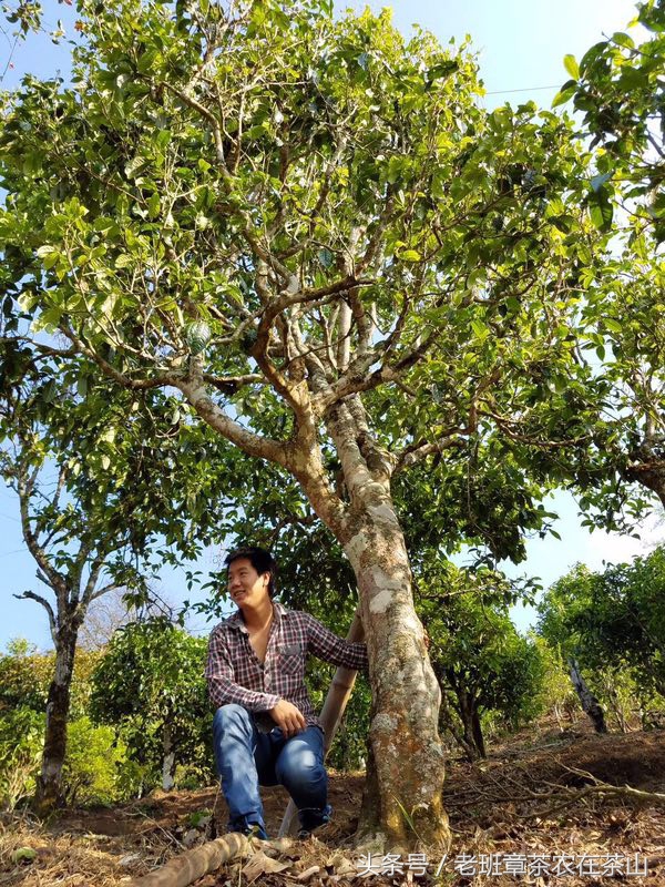 一张图看懂大卡车,一张图让你看懂小学课文