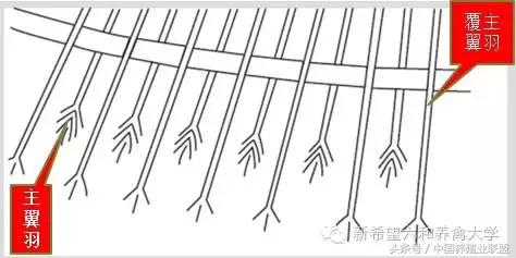 出壳小鸡怎么辨别公母,鉴别小鸡公母顺口溜