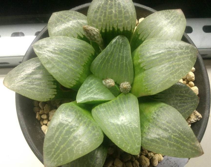 十二卷寿品相,十二卷玉寿