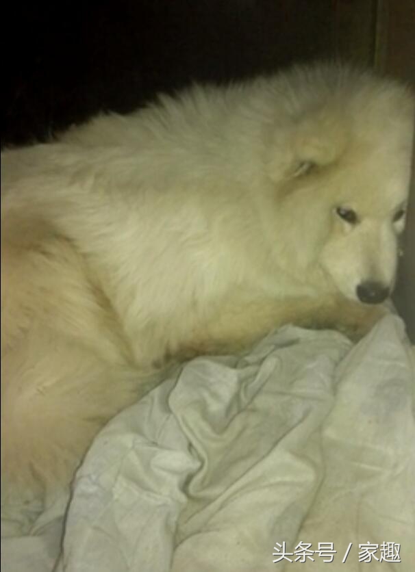 两只萨摩耶咬死900只鸡完整版,萨摩耶咬死900多只鸡