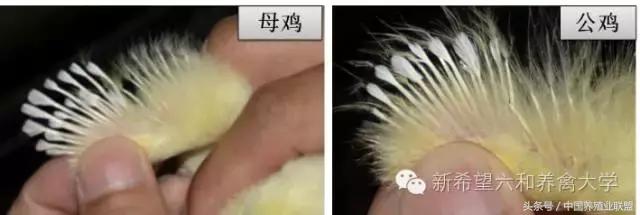 出壳小鸡怎么辨别公母,鉴别小鸡公母顺口溜