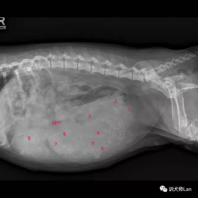 狗狗怎么看怀孕没怀孕,如何知道狗狗怀孕了还是没怀孕
