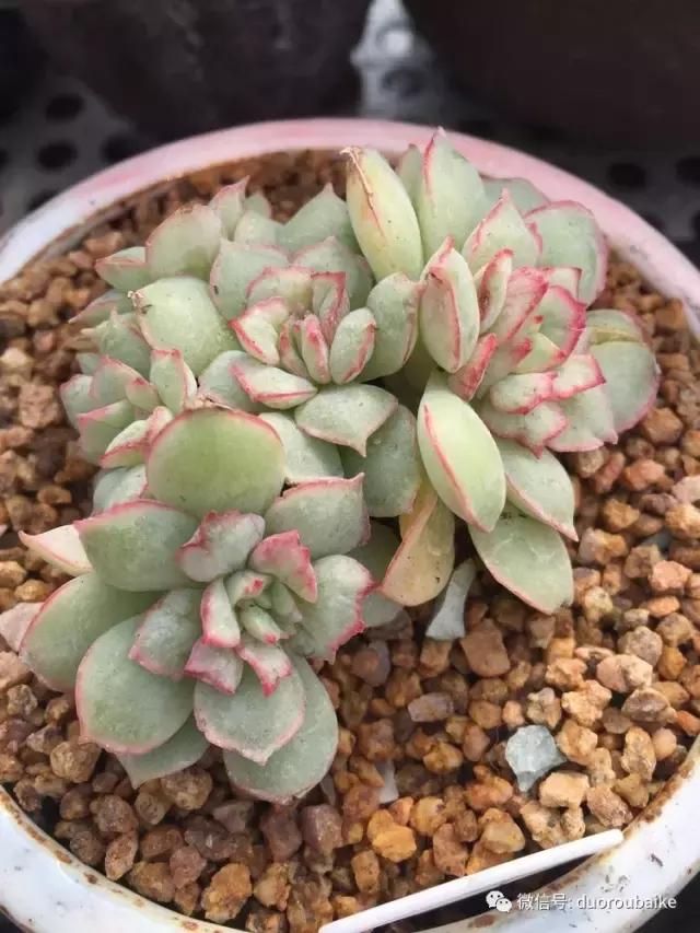 没有暖气的包邮区,肉肉照样美美的!