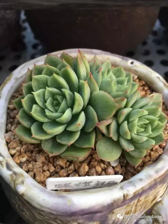 没有暖气的包邮区,肉肉照样美美的!