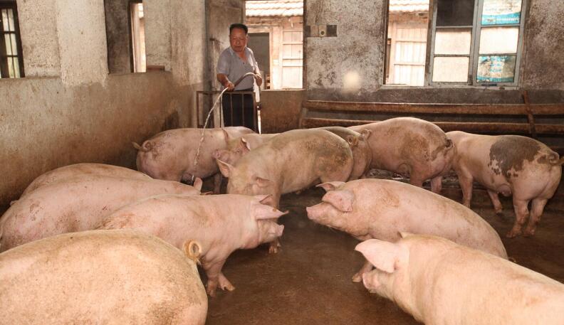 农村用酒糟喂猪，粗加工方法建议和酒糟中毒的急救方法