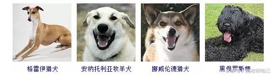 狗狗品种大全按体型智商怎么分,聪明狗狗品种大全及图片及名字