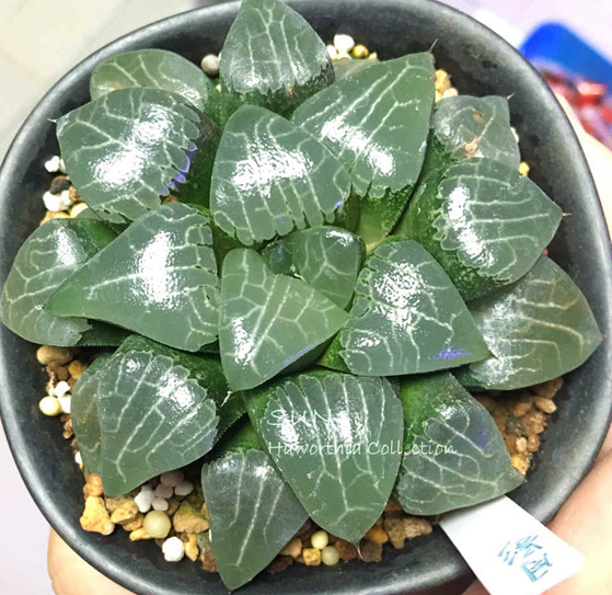 十二卷寿品相,十二卷玉寿