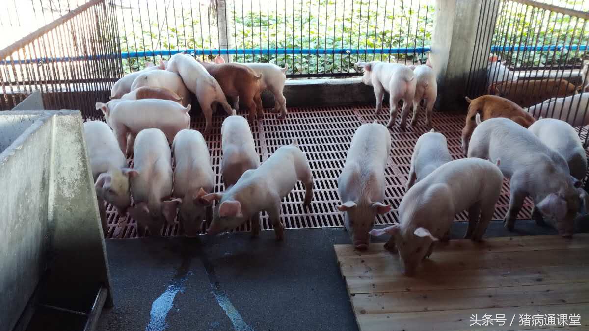 刚生的小猪不吃奶是怎么回事,刚生的小猪不吃奶为什么