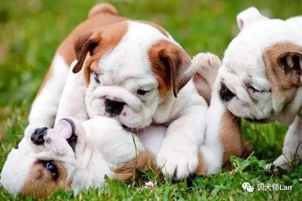 马犬幼犬挑选性格,如何挑选性格好易训练的小狗