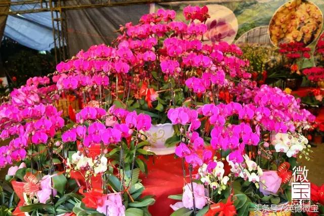 英德美丽的花街,英德花街