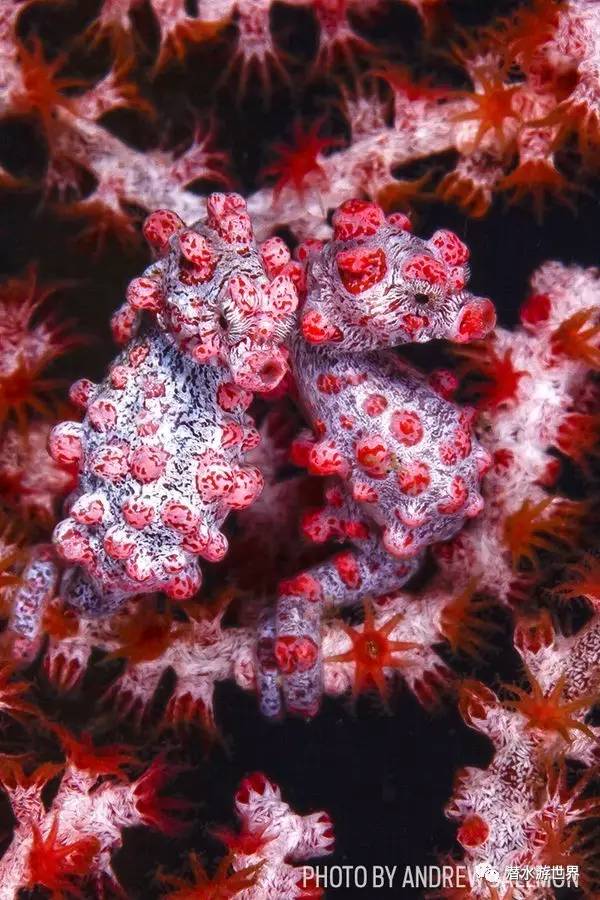 变性、伪装、雌雄同体--谁是微距世界的奇葩?